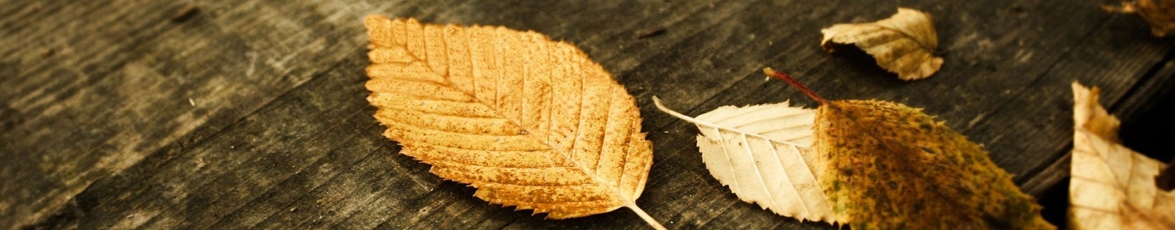 #autumn1Caption