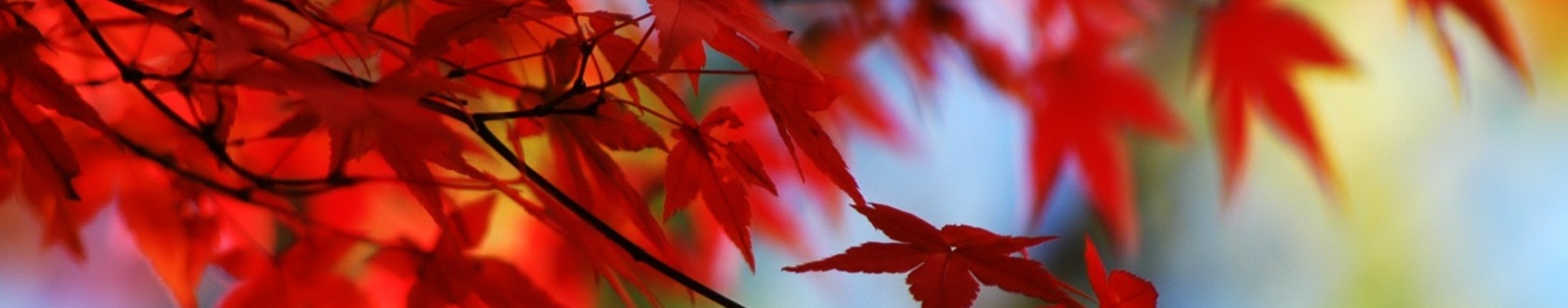#autumn2Caption