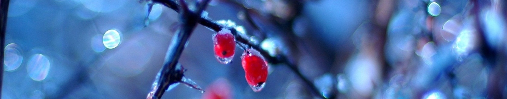 #winter1Caption